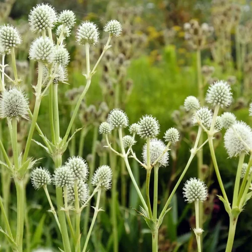rattlesnake-master-plant-in-the-garden