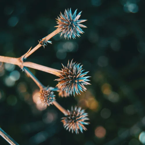 rattlesnake-master-seed-pods-in-the-winter rattlesnake-master-seed-pods-in-the-winter