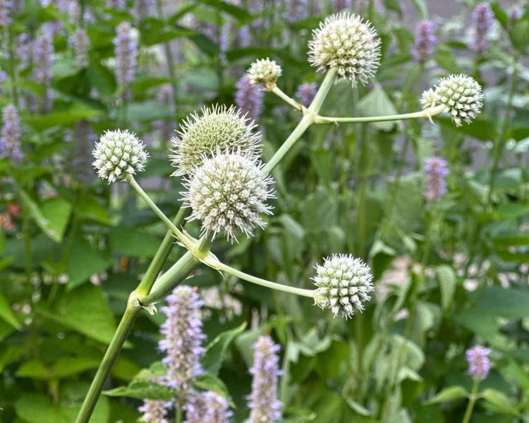 Pollinator paradise: rattlesnake master and hummingbird mint