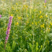 rattlesnake-master-with-blazing-star-native-garden