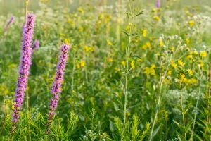 Got space for a meadow? Blazing stars, rattlesnake masters, and native grasses are for you
