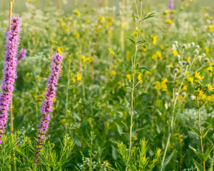 Got space for a meadow? Blazing stars, rattlesnake masters, and native grasses are for you