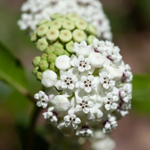red-ring-milkweed-native-flower-in-bloom