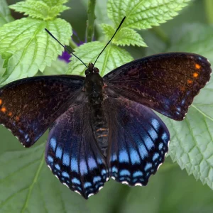 red-spotted-purple-butterfly-native-crabapple-host-plant