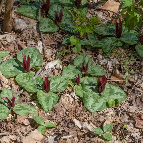 red-trillium-in-flower