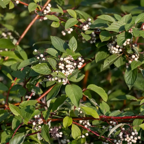 Branches of a leafy shrub bearing clusters of small white berries and red stems.