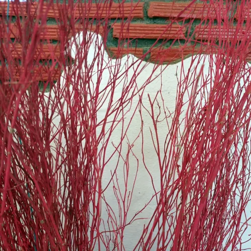 Dense red twigs fill the frame in front of a brick wall and pale wall behind them.
