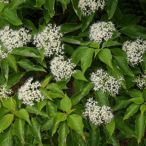 Glossy green shrub with clusters of tiny white flowers among broad leaves.