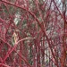 Close-up of a dense tangle of bright red bare branches filling the frame.