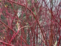 Close-up of a dense tangle of bright red bare branches filling the frame.