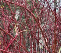 Close-up of a dense tangle of bright red bare branches filling the frame.