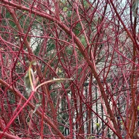Close-up of a dense tangle of bright red bare branches filling the frame.