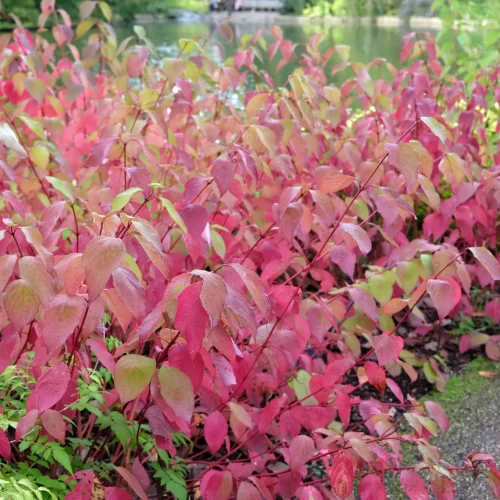 Shrub with vivid red and pink autumn leaves along a path beside a park pond.