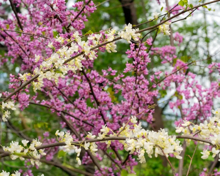The ‘Alba’ cultivar + a straight-species redbud shine in the spring