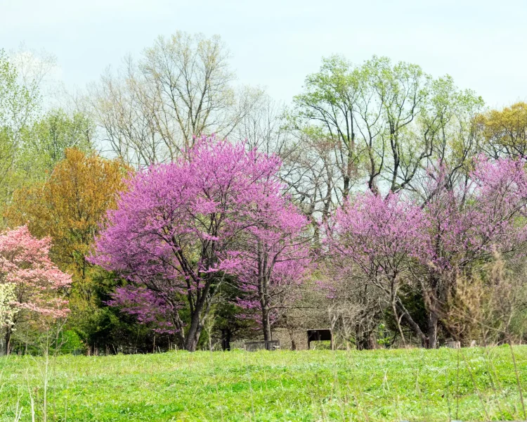 Plant a few together at the edge of a lawn for springtime color
