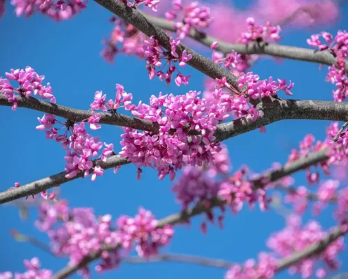 redbud-tree-in-bloom-native-plants redbud-tree-in-bloom-native-plants