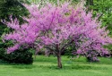 redbud-tree-in-bloom-native-tree