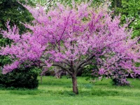 redbud-tree-in-bloom-native-tree