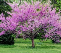 redbud-tree-in-bloom-native-tree