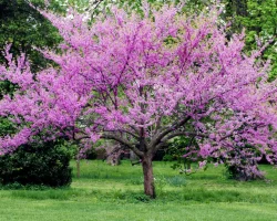 redbud-tree-in-bloom-native-tree