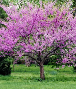 redbud-tree-in-bloom-native-tree redbud-tree-in-bloom-native-tree