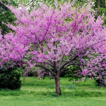 redbud-tree-in-bloom-native-tree