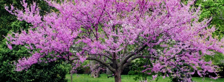 redbud-tree-in-bloom-native-tree