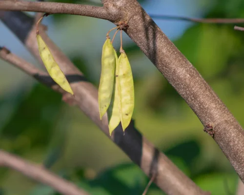 redbud-tree-seed-pod-native-tree redbud-tree-seed-pod-native-tree
