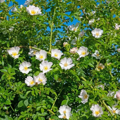 rosa-canina-dog-rose-invasive-rose