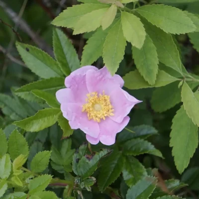 rosa-carolina-pasure-rose-native-rose