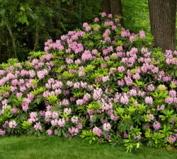 rosebay-rhododendron-in-bloom-native-shrub