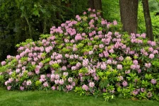 rosebay-rhododendron-in-bloom-native-shrub