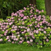 rosebay-rhododendron-in-bloom-native-shrub