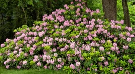 rosebay-rhododendron-in-bloom-native-shrub