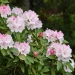 rosebay-rhododendron-native-shrub-flowering