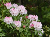 rosebay-rhododendron-native-shrub-flowering