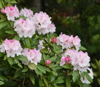 rosebay-rhododendron-native-shrub-flowering
