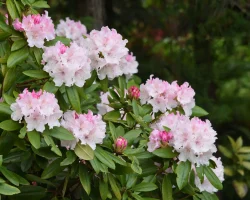 rosebay-rhododendron-native-shrub-flowering