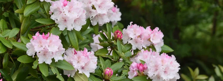 rosebay-rhododendron-native-shrub-flowering