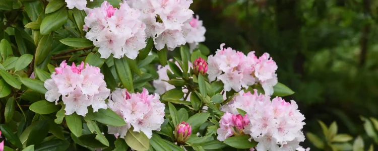 rosebay-rhododendron-native-shrub-flowering