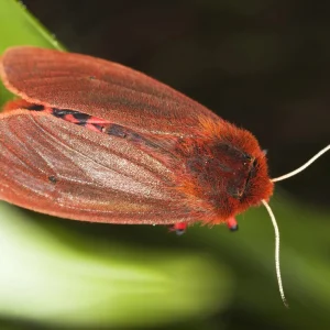 ruby-tiger-moth