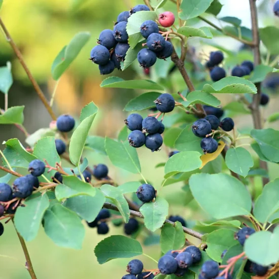 Blueberries growing in clusters on a leafy bush in a garden setting, ready to harvest