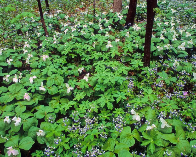 Flowering proof of spring: trilliums + wild geranium