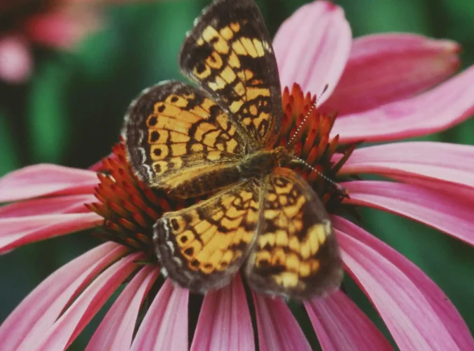 silvery-checkerspot-host-plant-pale-purple-coneflower