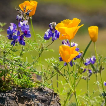 sky-lupine-and-california-poppy-native-garden