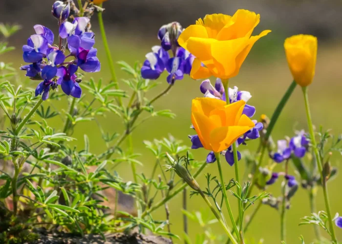 sky-lupine-and-california-poppy-native-garden