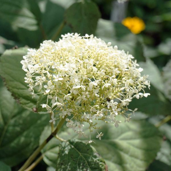 smooth-hydrangea-native-flower-in-bloom
