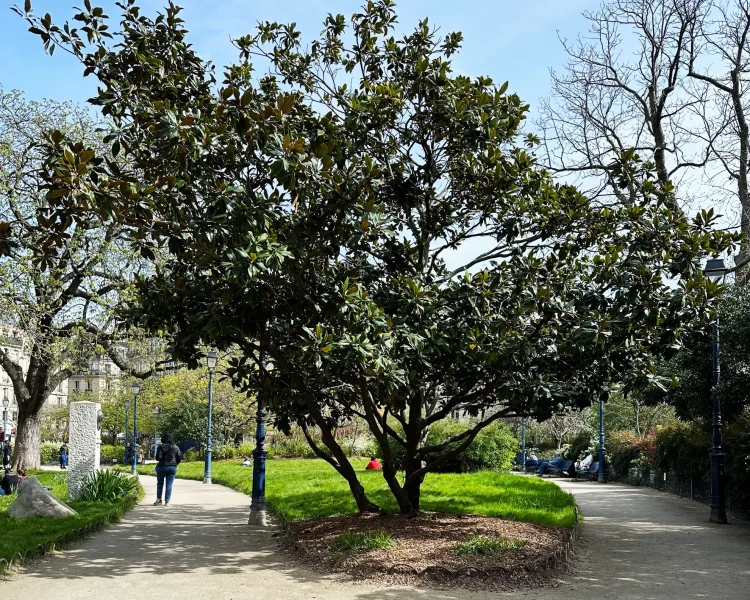 Paris public gardens feature southern magnolias in high traffic places