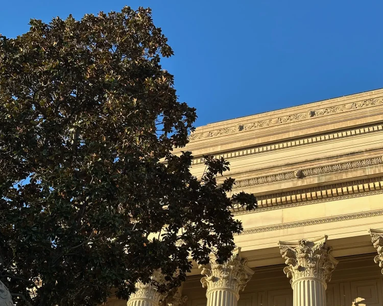 The capital in Washington D.C. has southern magnolias in front of many museums