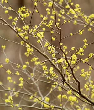 spicebush-in-flower-early-spring-native-shrub #image_title